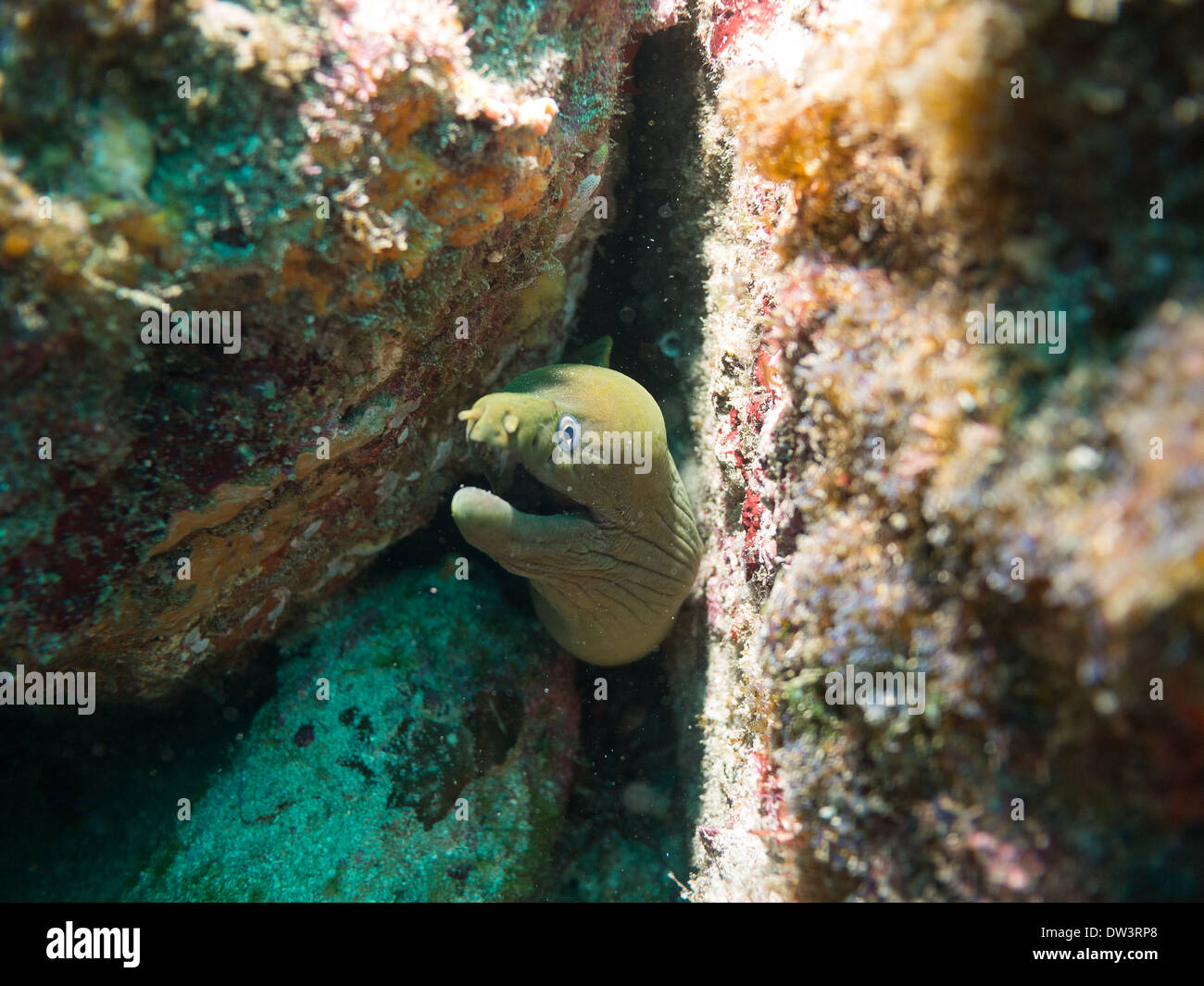 Tauchen im Meer von cortez Stockfoto
