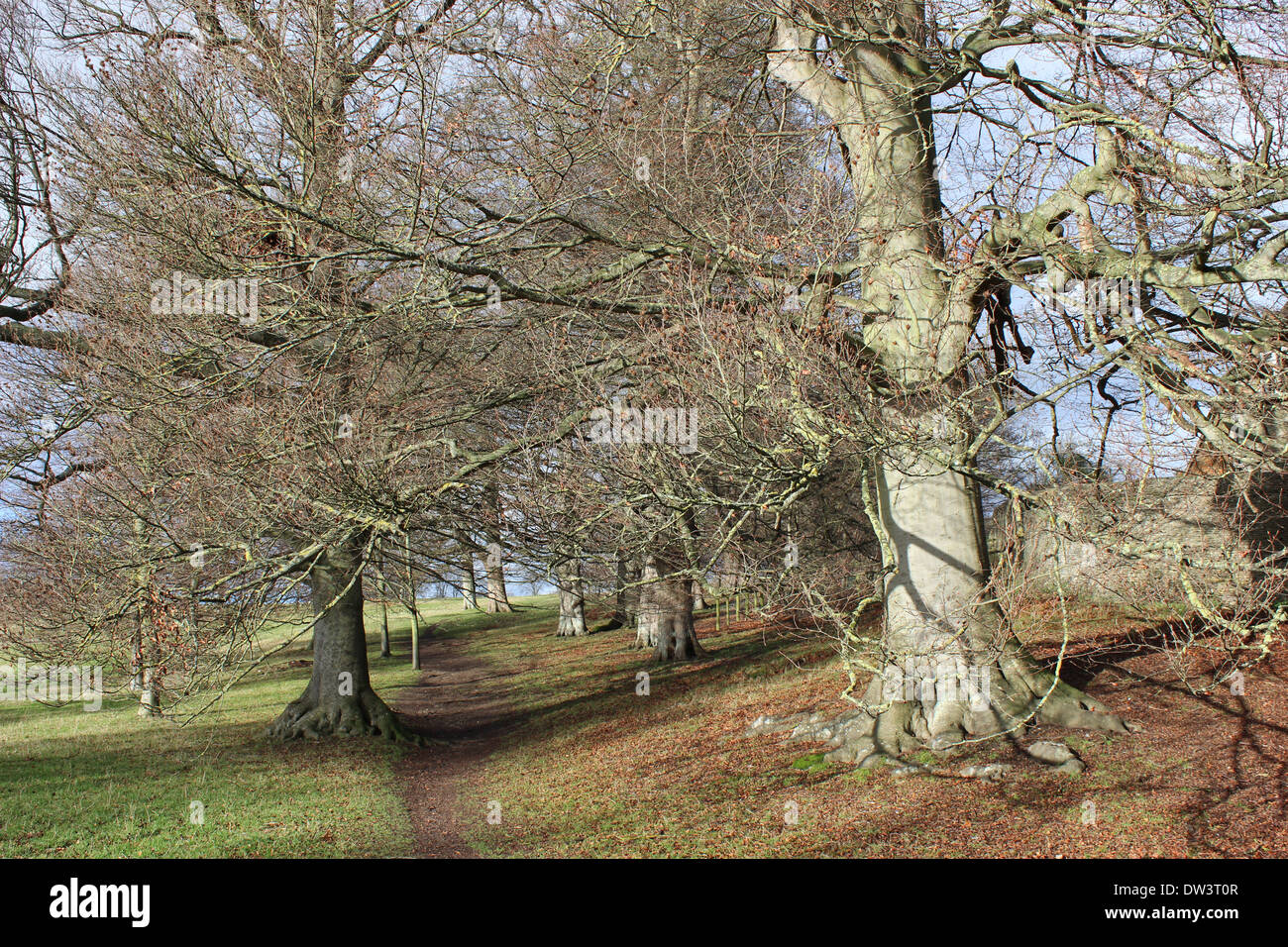 Blenheim Palace Anlagen im winter Stockfoto