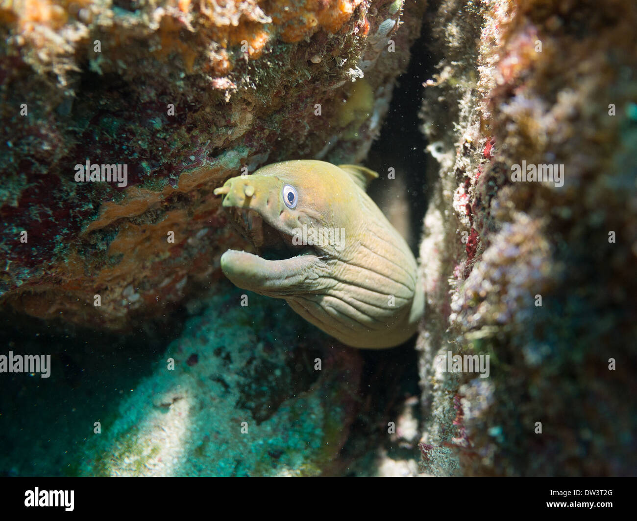 Tauchen im Meer von cortez Stockfoto