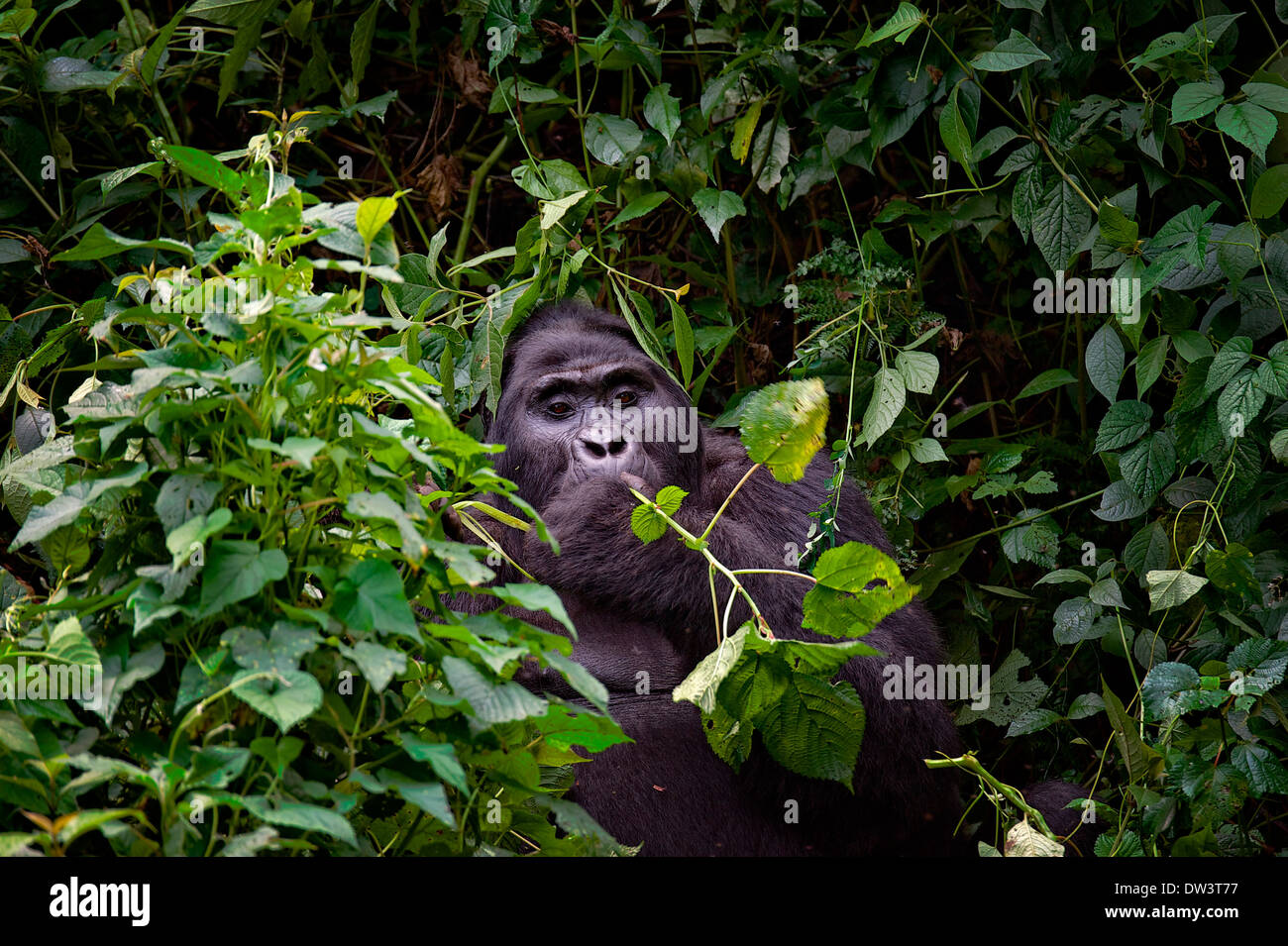Ein Schwarzrücken Berggorillas (Gorilla Beringei Beringei) ernährt sich in der dichten Vegetation der Bwindi Impenetrable Forest, Uganda. Stockfoto