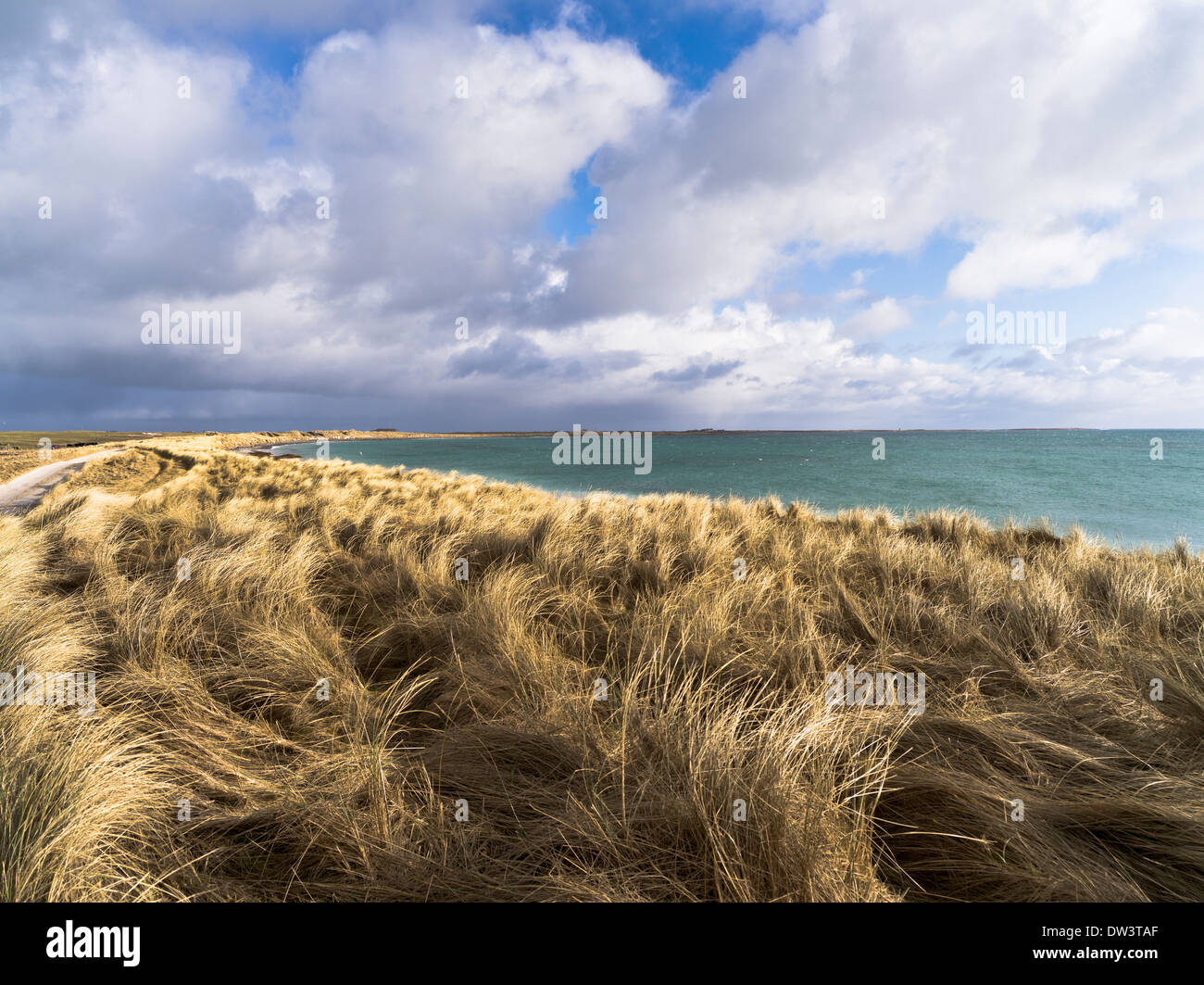 Dh Elsness SANDAY ORKNEY Marram gras Küsten Bay Marine Schottland Sand Dune de Küste grasartigen Stockfoto