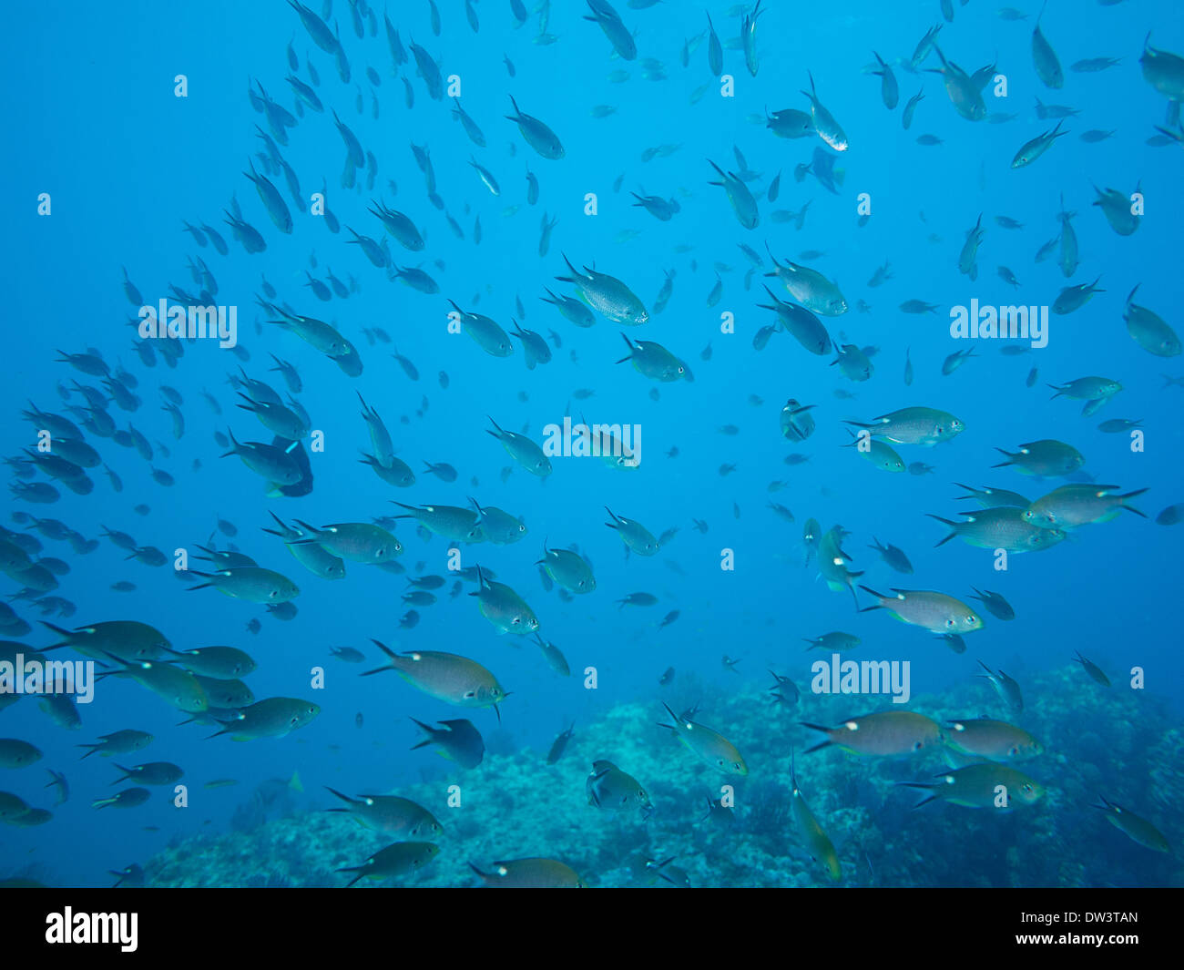 Tauchen im Meer von cortez Stockfoto