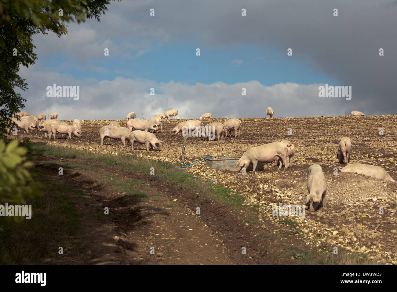 Im Freien gezüchteten Schweine auf einer Schweinefarm in der Nähe von Damerham Hampshire England Stockfoto