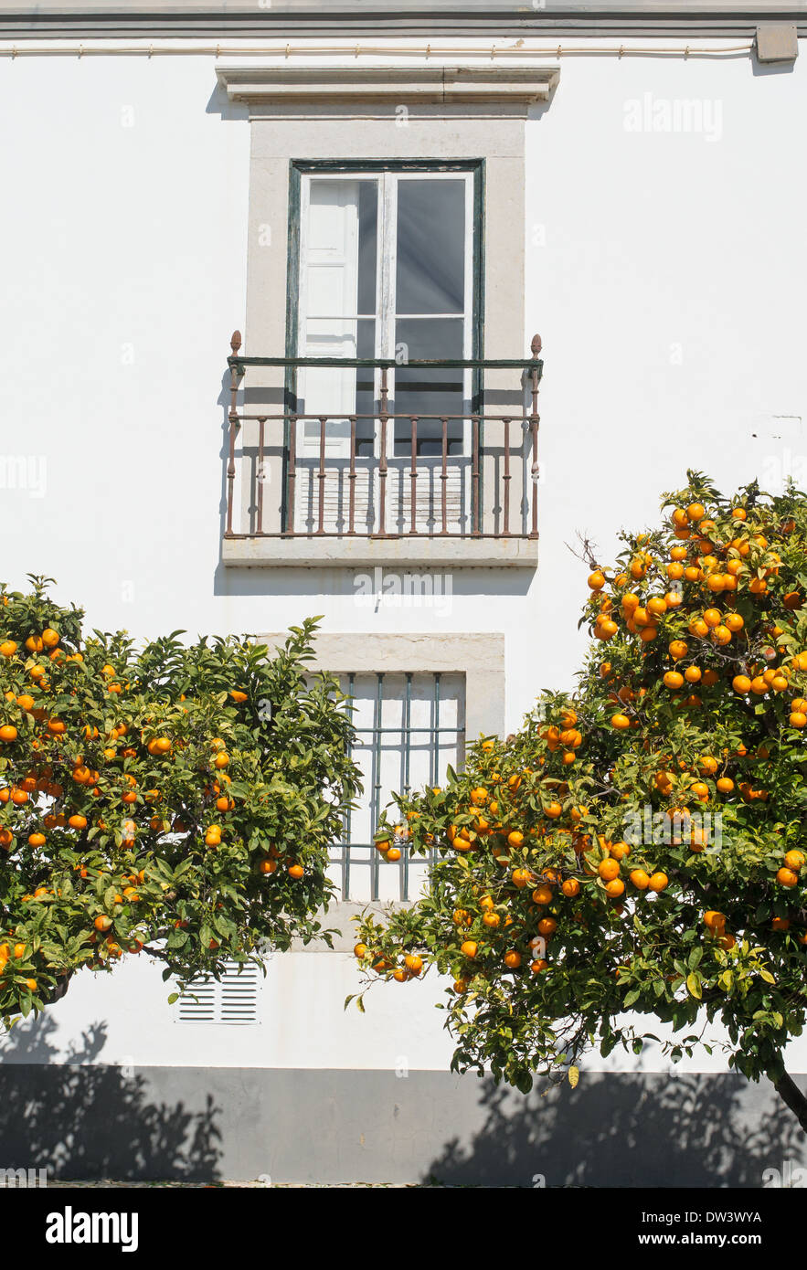 Orangenbäume und Gebäude Detail Faro alte Stadt, Algarve, Portugal, Europa Stockfoto