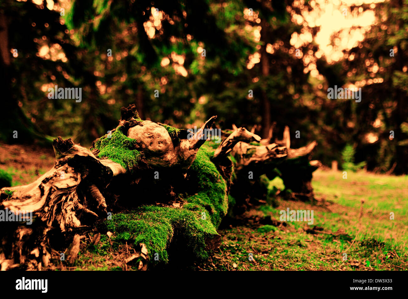 Baum im magischen Wald Stockfoto