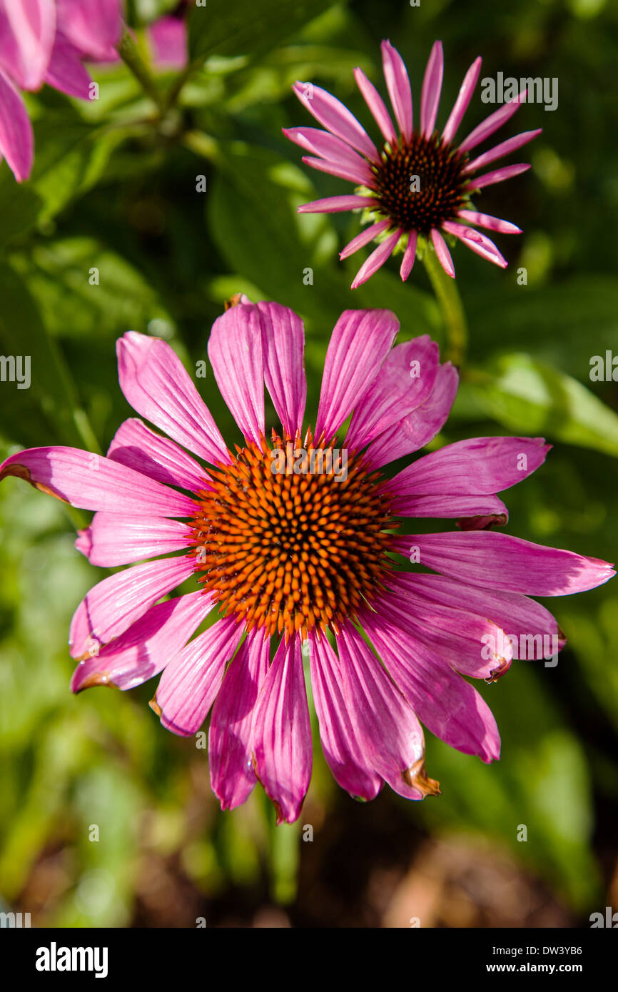 Nahaufnahme von rosa Sonnenhut in voller Blüte Stockfoto