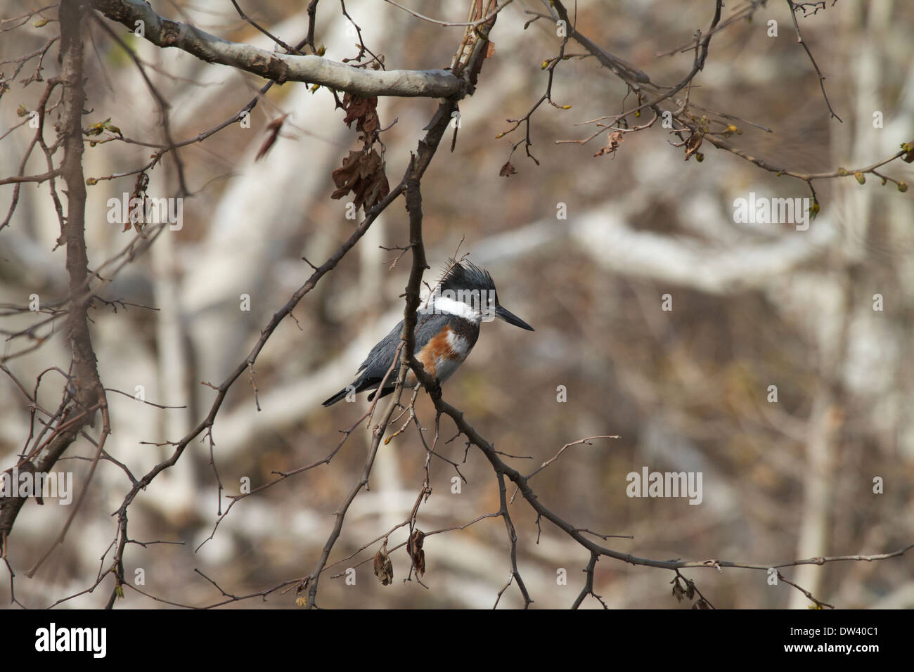 Kingfisher (Megaceryle Alcyon) thront auf einem Baum mit Blick auf einen See am frühen Morgen in Südkalifornien mit Gürtel Stockfoto