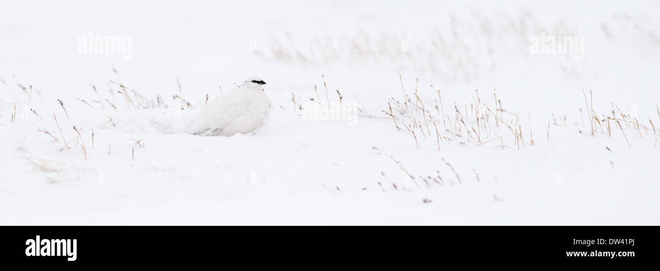 Weibliche Schneehühner Lagopus Mutus, im Winter, das Gefieder sich Cairngorms, Schottland hockte Stockfoto