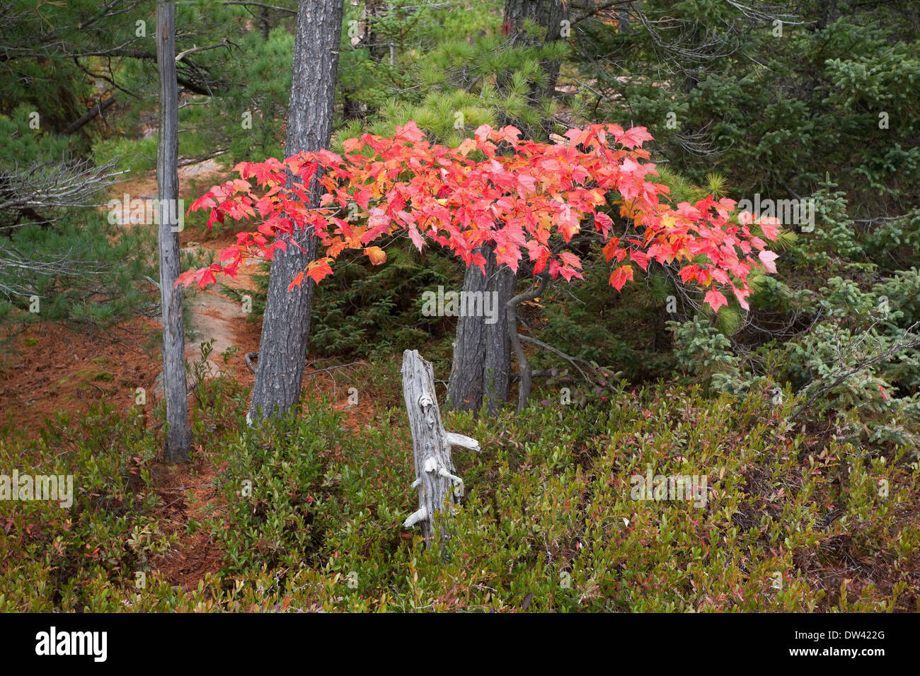 Bunte Ahornblätter rote in Killarney Provincial Park, Ontario, Kanada. Stockfoto