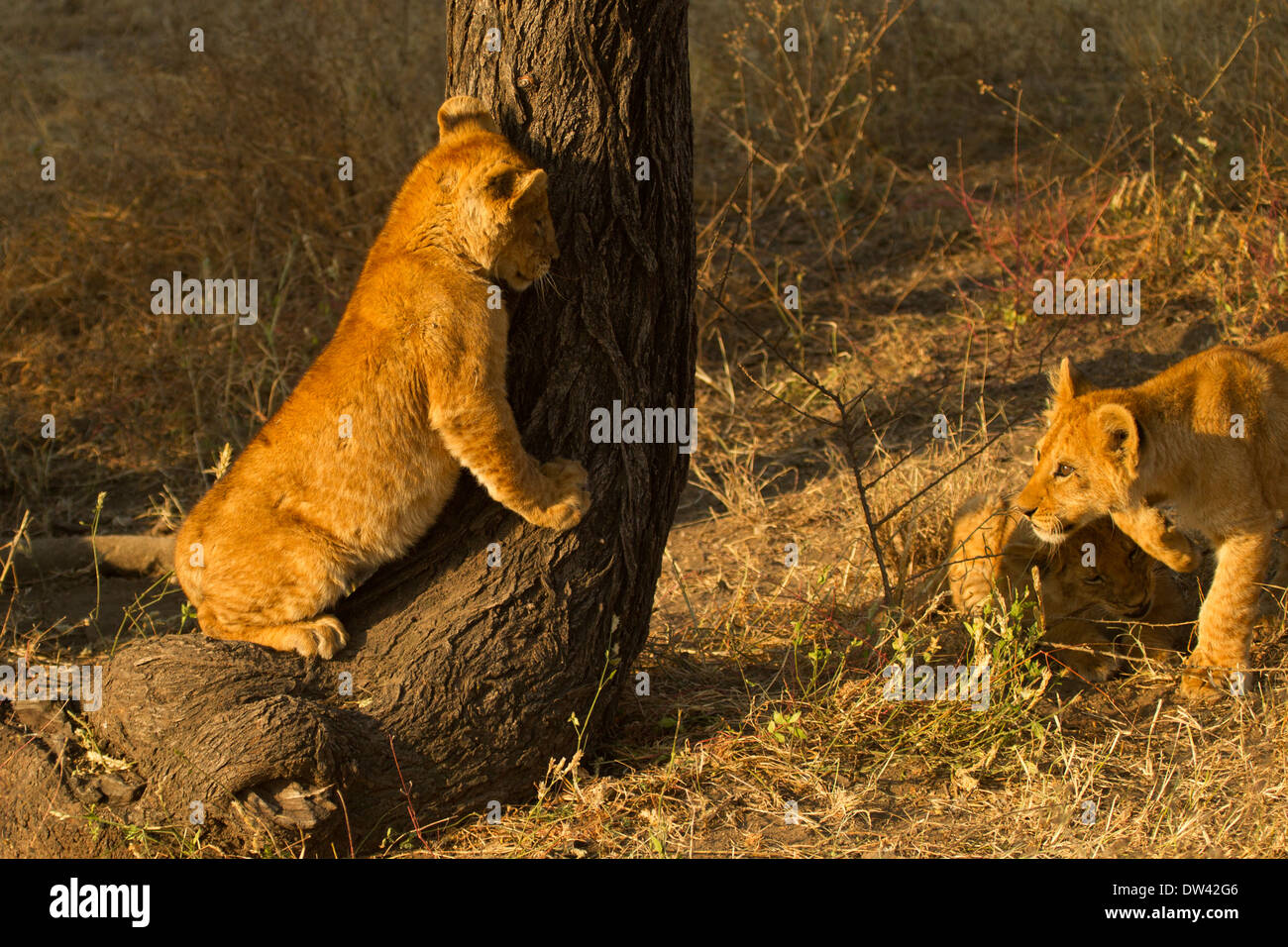 Löwenbabys spielen auf Baum Stockfoto