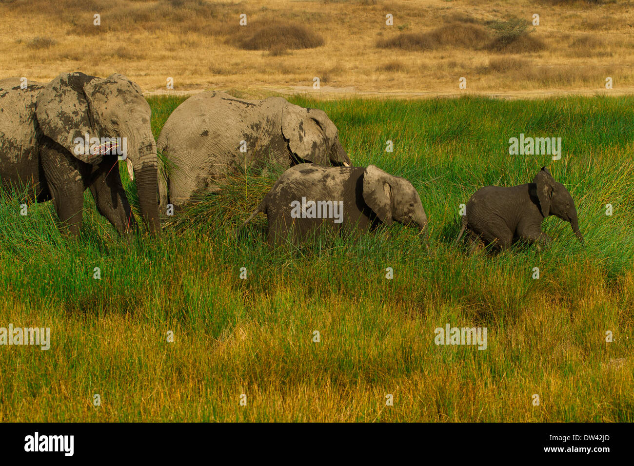 Elefanten und Babys Essen Erdmandel mit Schlamm bedeckt Stockfoto