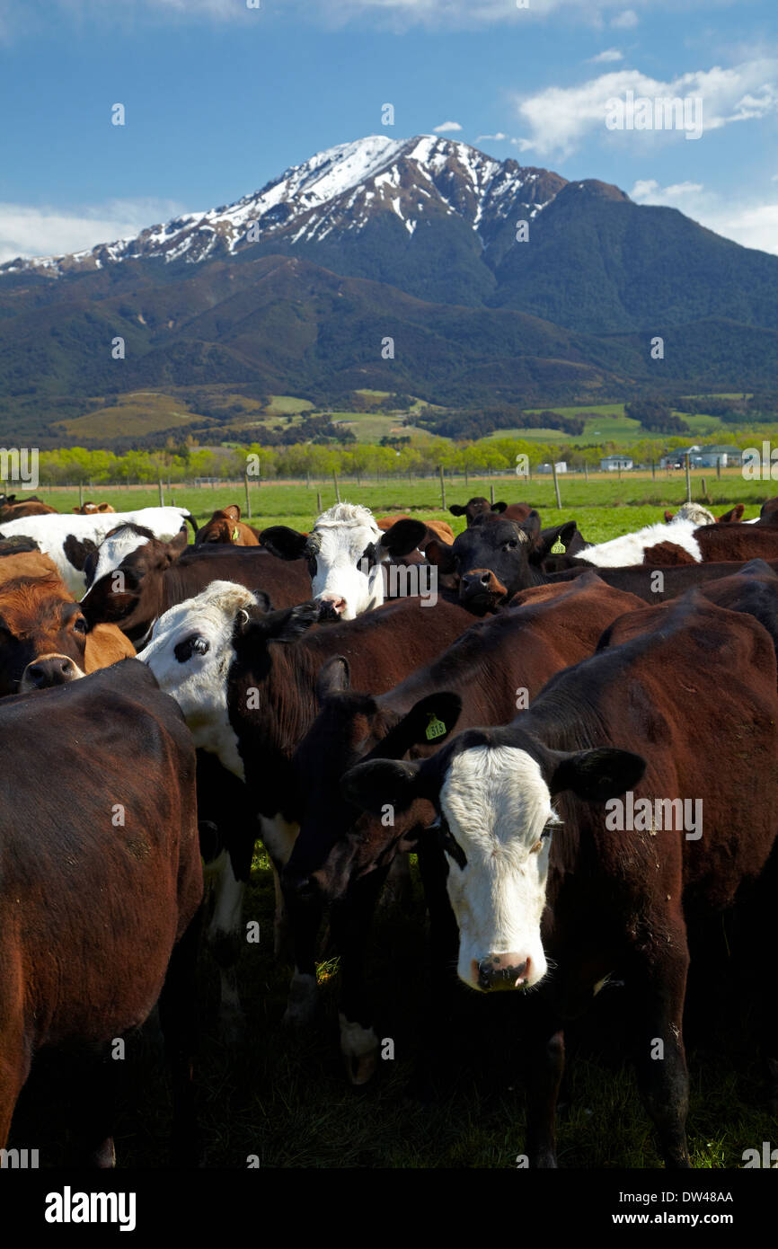 Kühe und Mt Somers, in der Nähe von Staveley, Mid Canterbury, Südinsel, Neuseeland Stockfoto