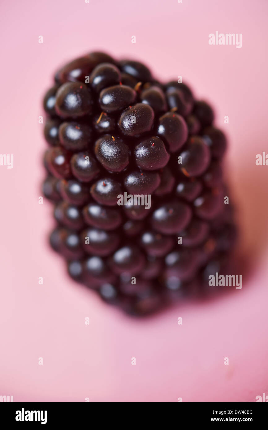 Nahaufnahme von einem großen reifer Anden Brombeere (Rubus Sectio Rubus) Stockfoto