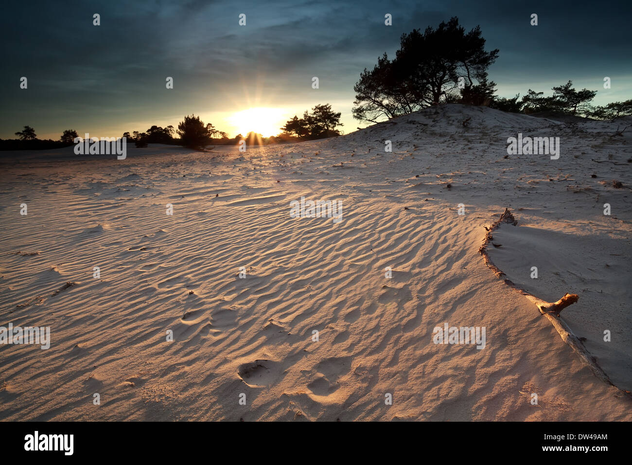 goldene Sonne über Sanddünen vor Sonnenuntergang, Nunspeet, Gelderland, Niederlande Stockfoto