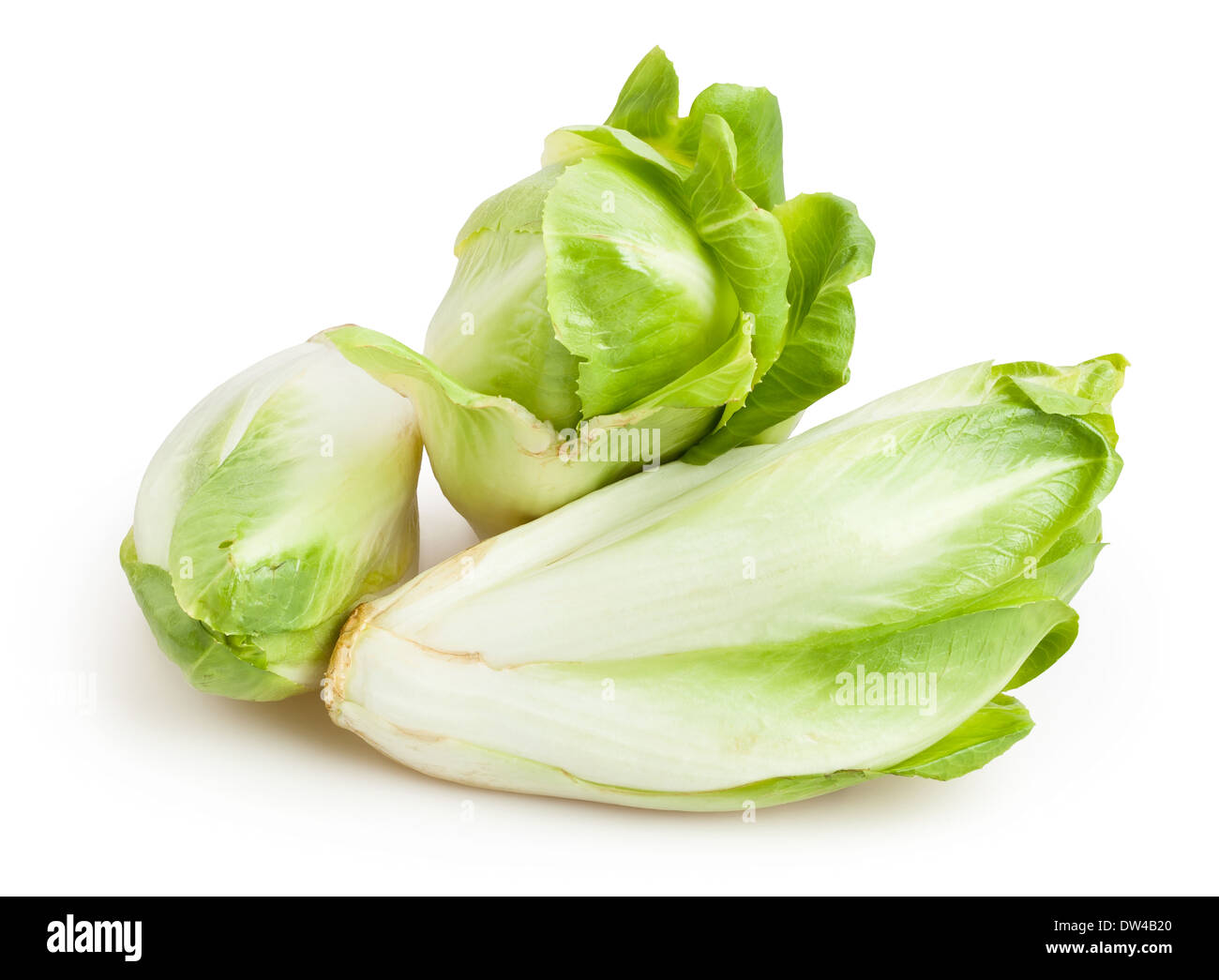 Chicorée, isoliert auf weiss Stockfoto