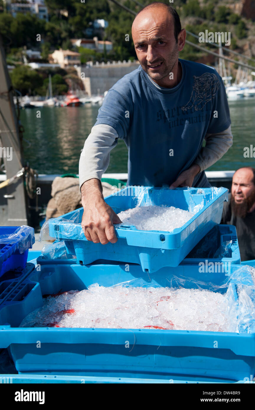 Fischer Fisch aus Trawler auf Xabia entladen Stockfoto