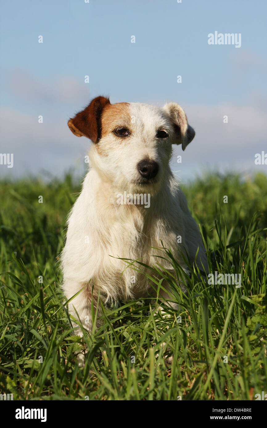 Jack Russel Terrier Hund / Erwachsener (Draht Haar) sitzen auf einer Wiese Stockfoto