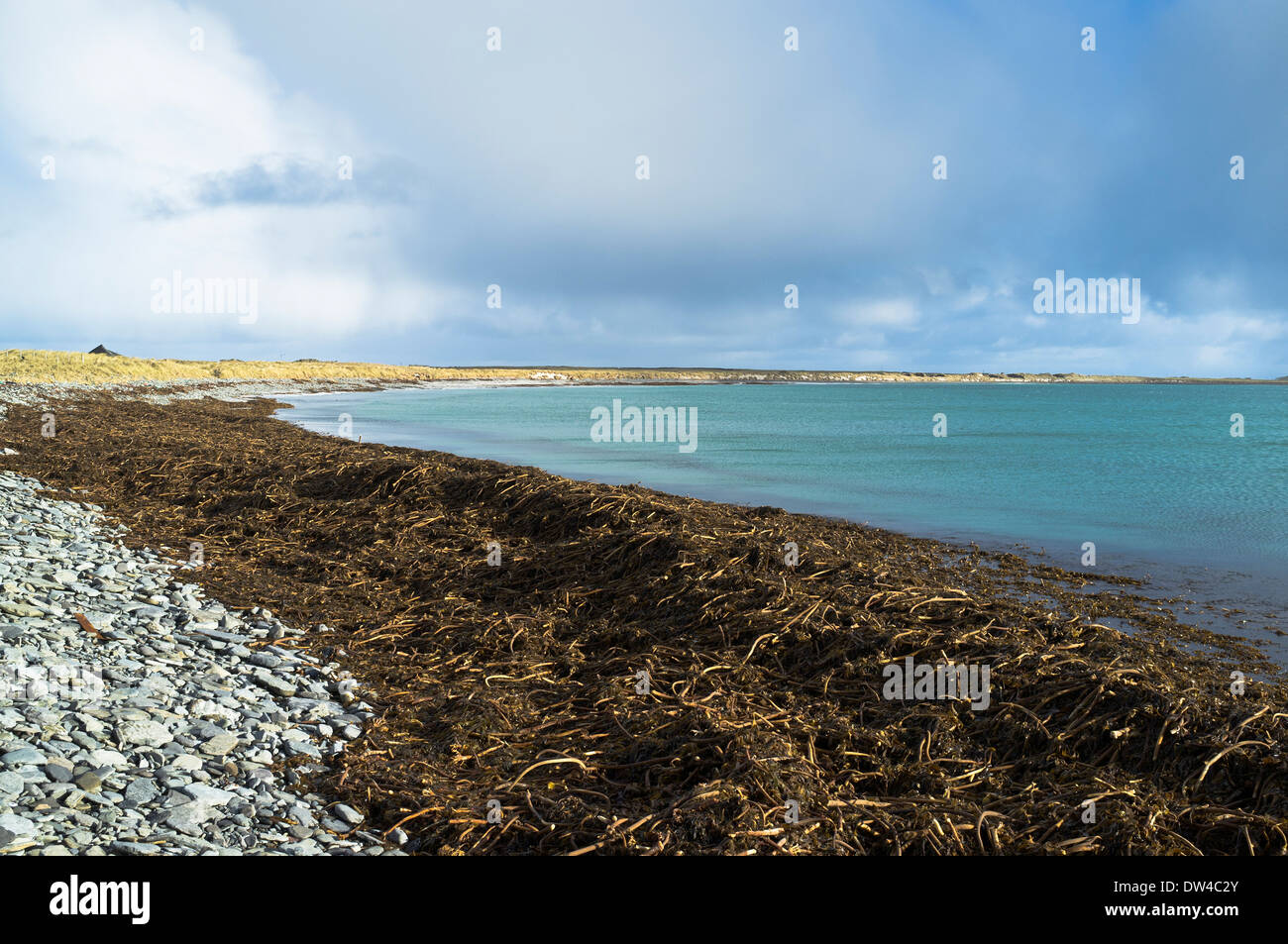 dh Els Ness SANDAY ORKNEY Seetang angeschwemmt auf stoney Winter Strand Algen Schottland Stockfoto
