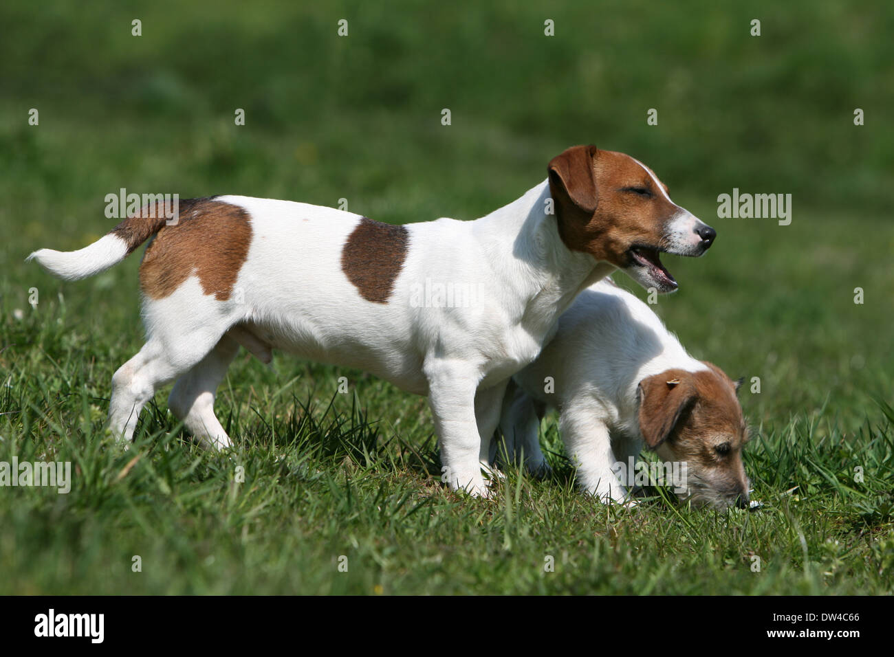 Jack Russel Terrier Hund zwei Erwachsene (glatt und Draht Die 469 besten Bilder von Jack russell terrier in 2020