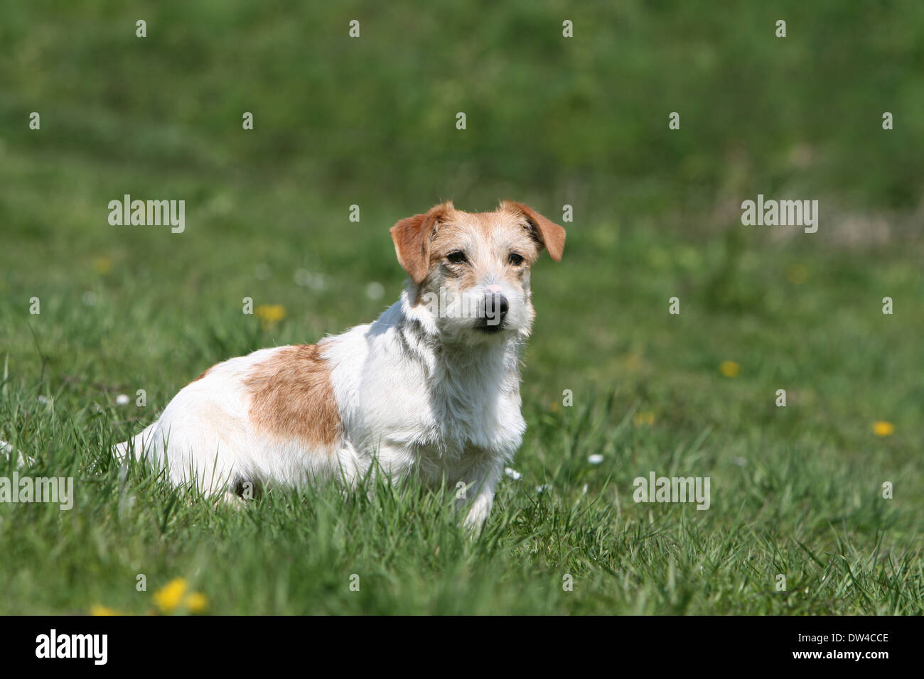 Jack Russel Terrier Hund / Erwachsener (Draht Haar) sitzen auf einer Wiese Stockfoto