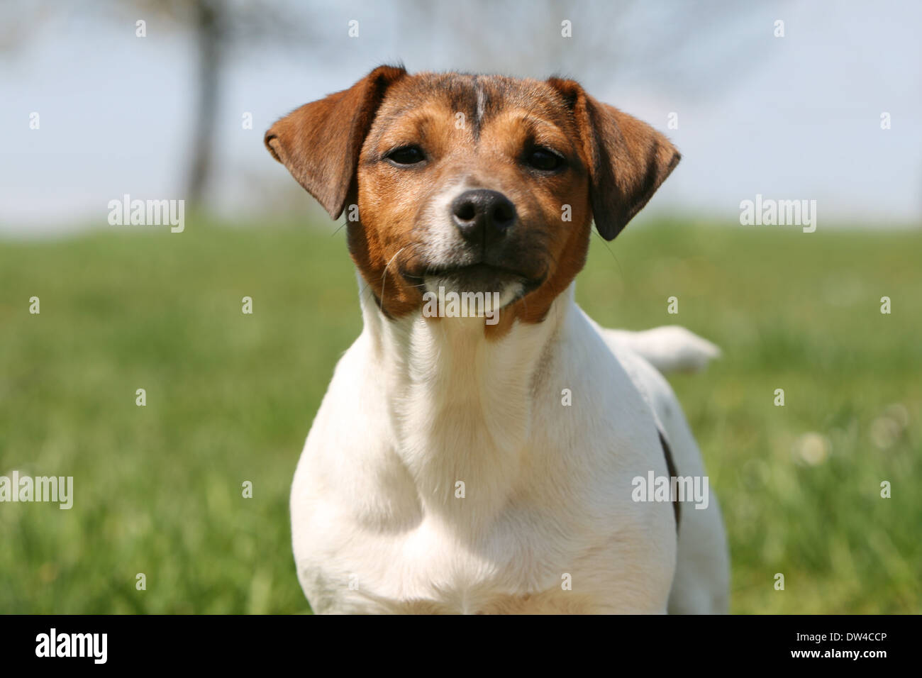 Jack Russel Terrier Hund / Erwachsene Porträt Stockfoto