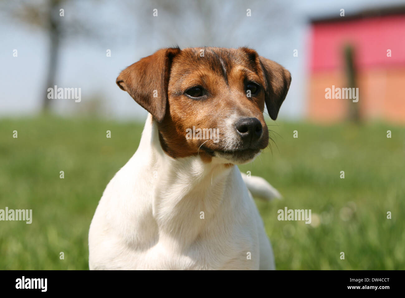 Jack Russel Terrier Hund / Erwachsene Porträt Stockfoto