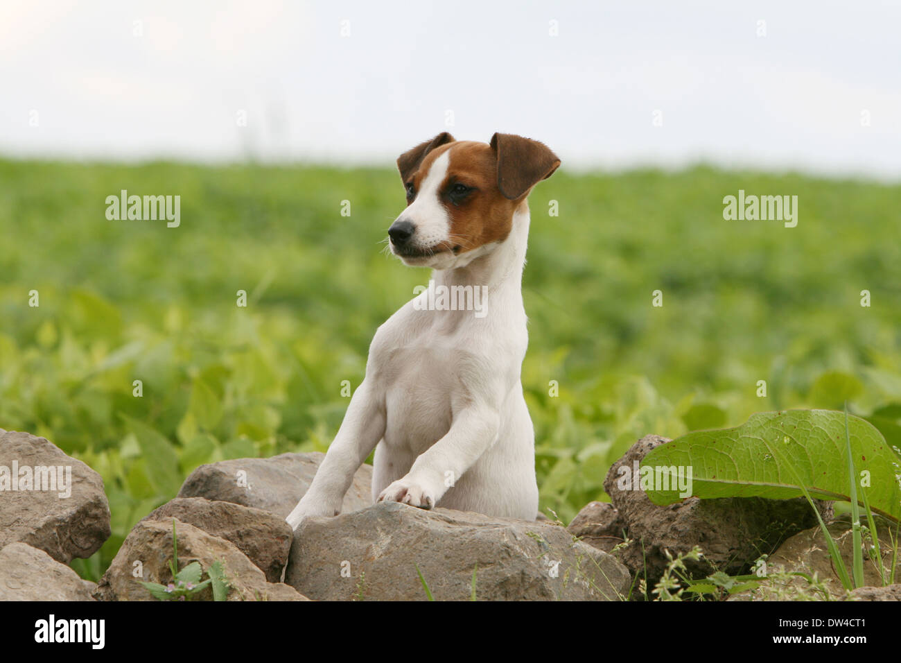 Jack Russel Terrier Hund / Erwachsenen auf einem Felsen steht Stockfoto