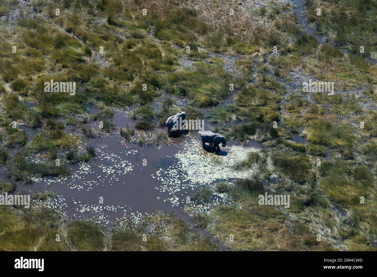 Luftaufnahmen von Camp Savute Elephant Camp von Orient-Express in Botswna im Chobe Nationalpark und Camp Camp Eagle Island Camp Stockfoto
