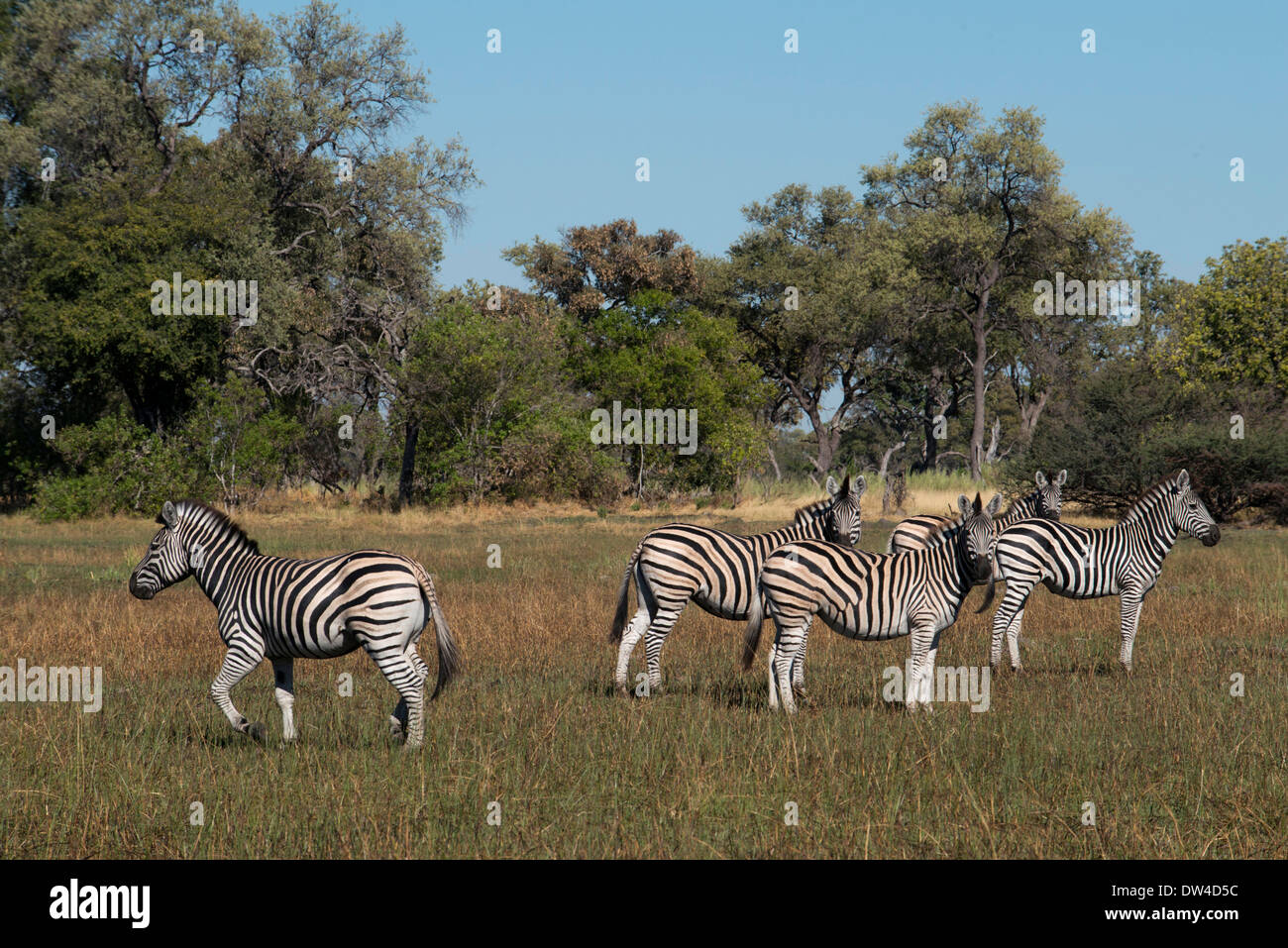 Eine Herde Zebras Streifen in der Nähe von Camp Eagle Island Camp von Orient-Express, außerhalb des Moremi Game Reserve in Botswana. Chobe Stockfoto