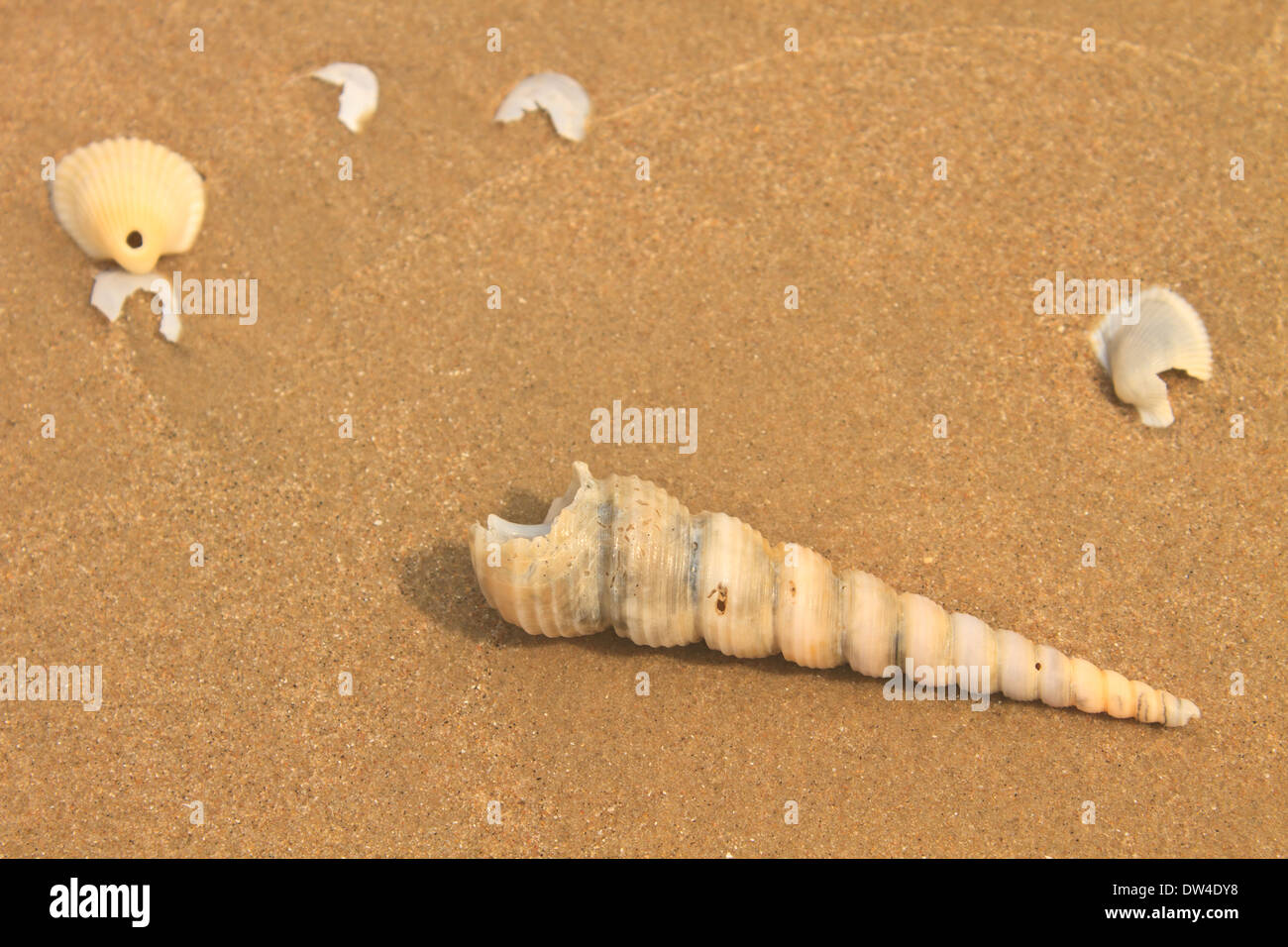 Muscheln mit Sand als Hintergrund Stockfoto