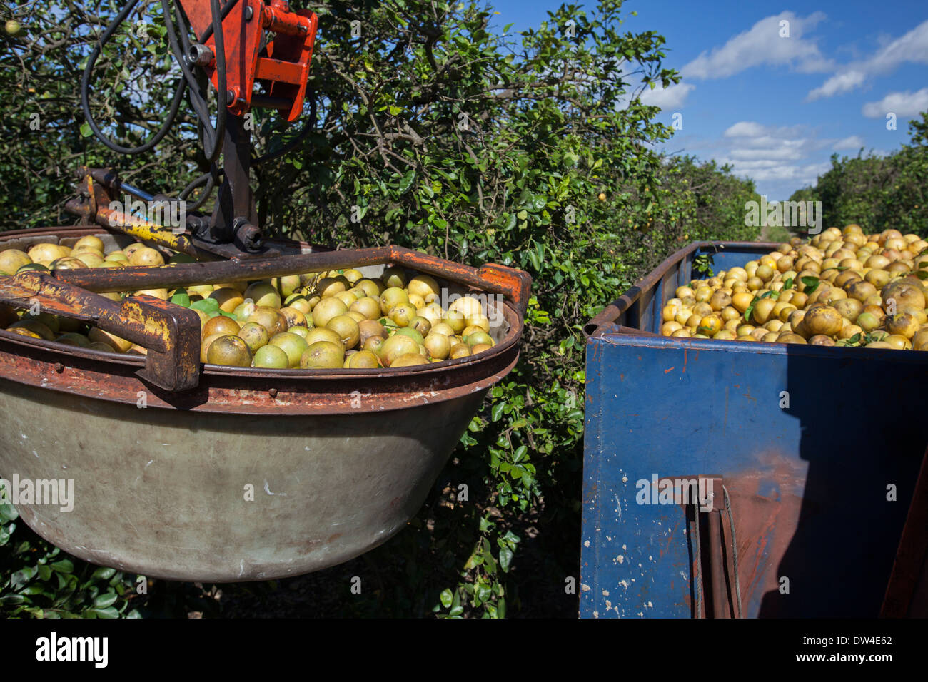 Fort Pierce, Florida - Grapefruit wird Saft im Indian River Citrus Stadtteil an der Ostküste Floridas geerntet. Stockfoto