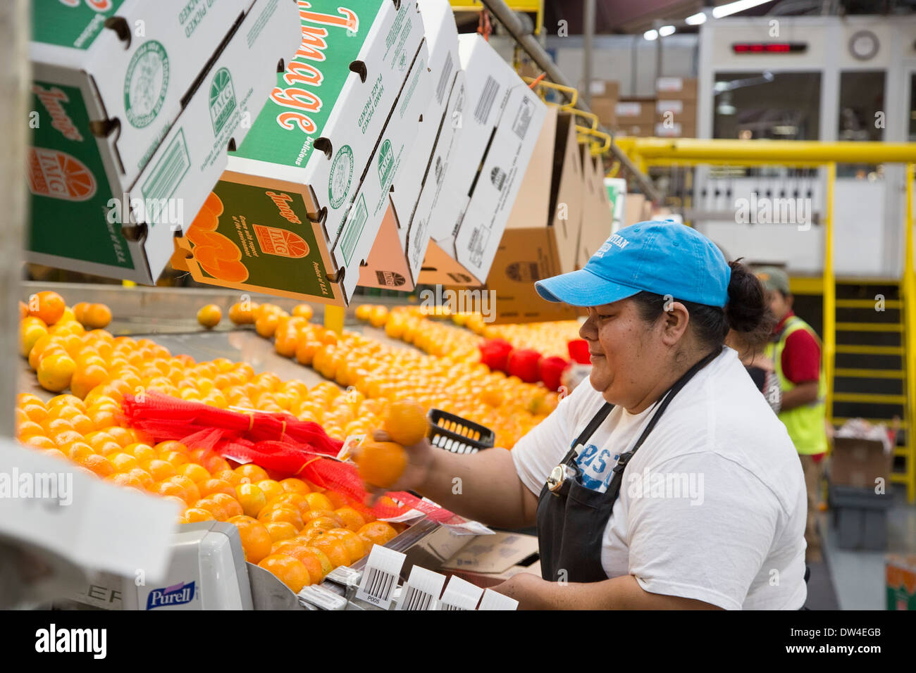 Vero Beach, Florida - Orangen werden sortiert und verpackt bei IMG Citrus Verpackungsfirma. Stockfoto