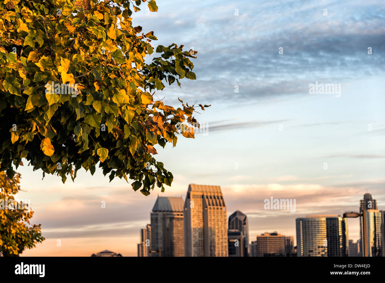 Fokus auf Baum Blätter mit Downtown San Diego Gebäude im Hintergrund. Von Coronado, Kalifornien, Vereinigte Staaten fotografiert. Stockfoto