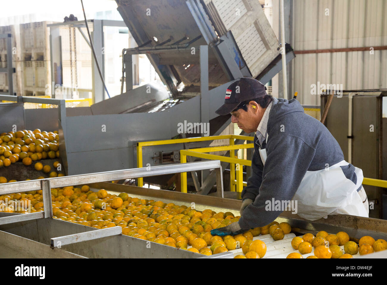 Vero Beach, Florida - Orangen werden sortiert und verpackt bei IMG Citrus Verpackungsfirma. Stockfoto
