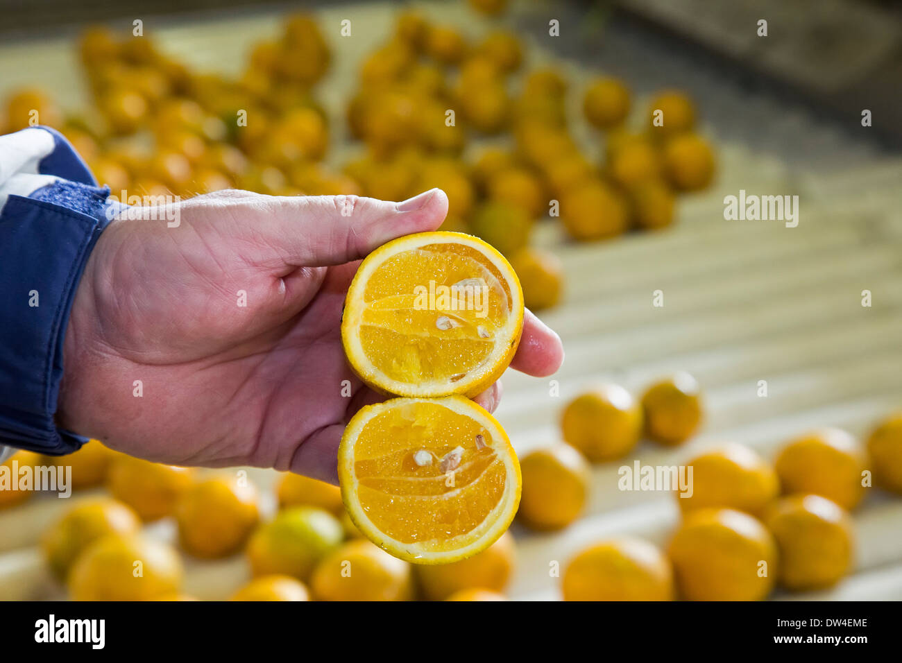 Vero Beach, Florida - eine Orange mit citrus Greening Krankheit infiziert. Stockfoto