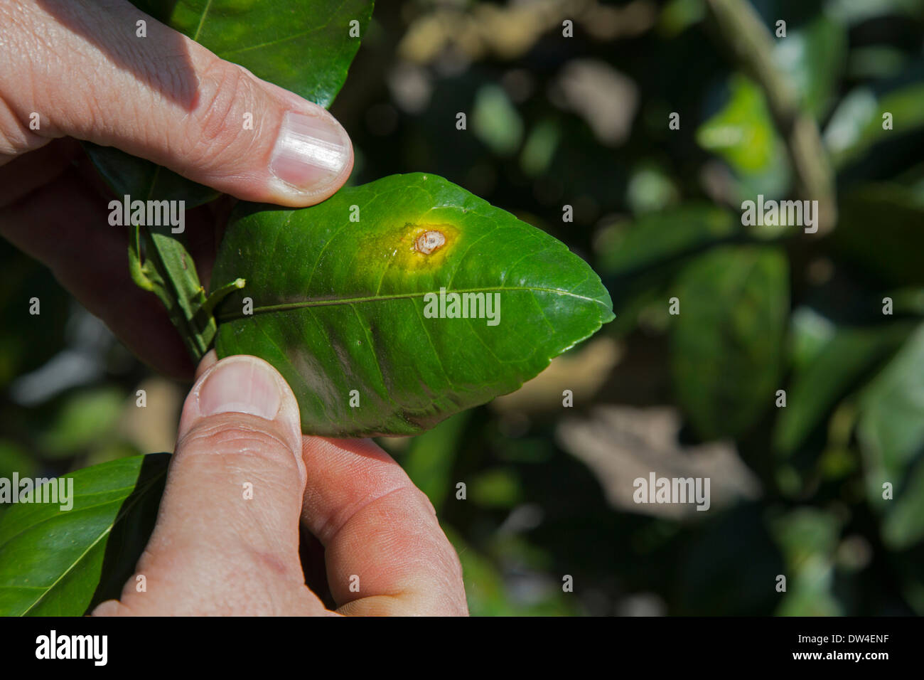 Eine Grapefruit-Baum mit Citrus Canker Krankheit im Indian River Citrus Stadtteil an der Ostküste Floridas infiziert. Stockfoto