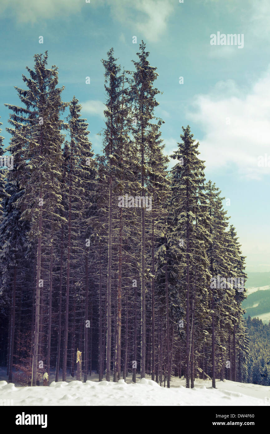 Winter Bäume Tannenwald mit blauen bewölkten Himmel oben Stockfoto