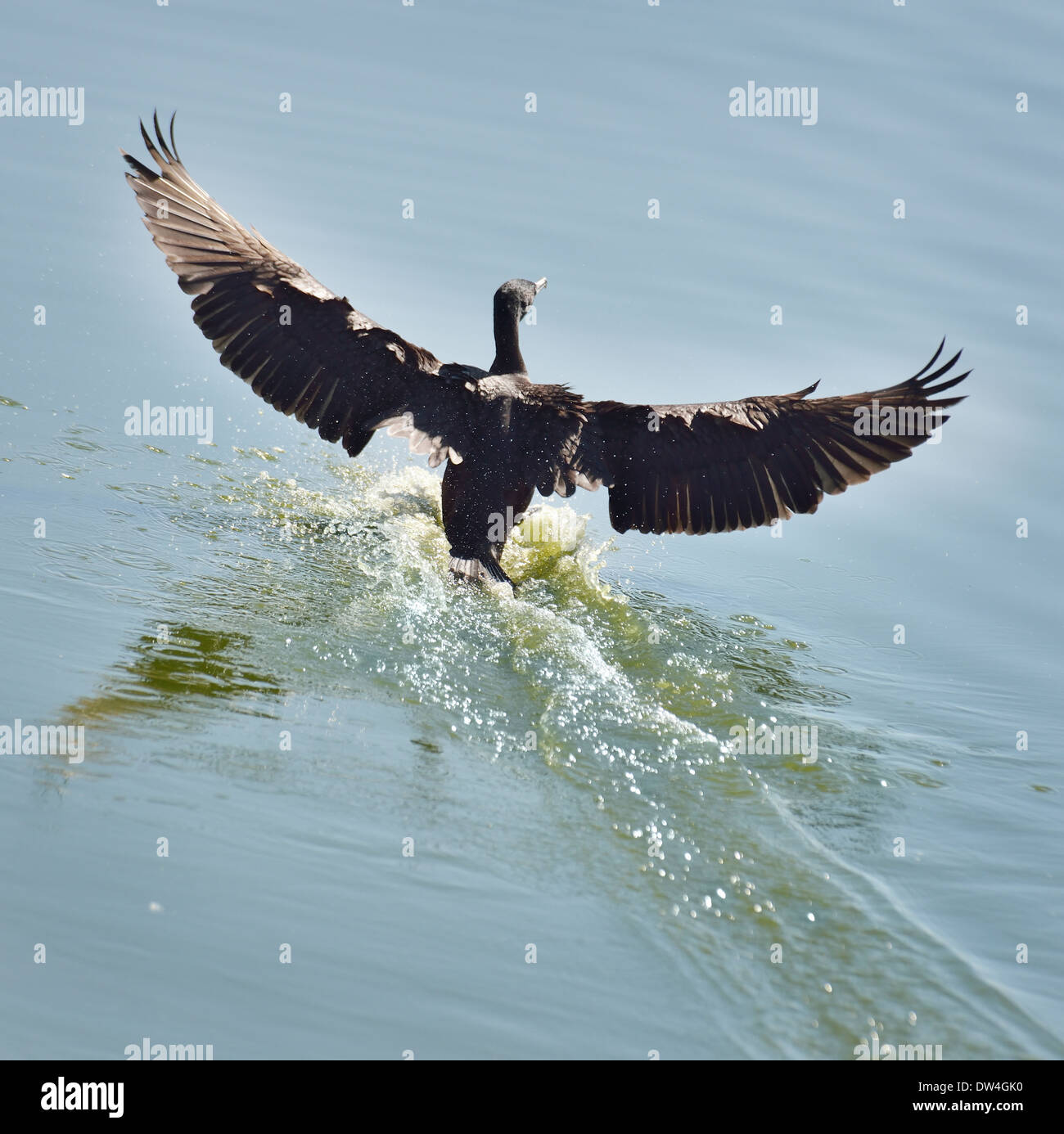 Schwarzer Kormoran Landung auf Wasser Stockfoto