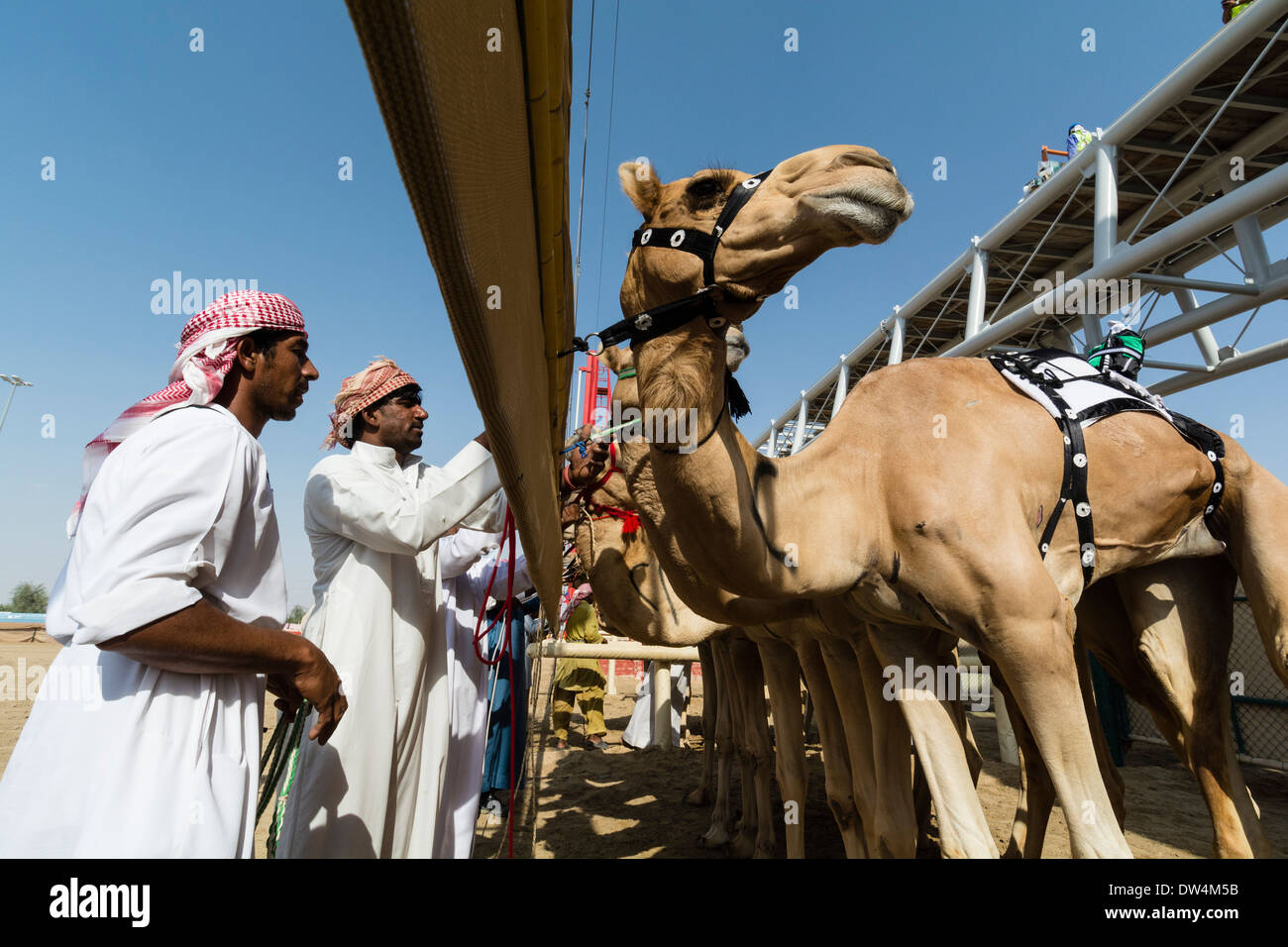 Beginn der Kamelrennen auf Al Marmoum Pferderennbahn in Dubai Vereinigte Arabische Emirate Stockfoto