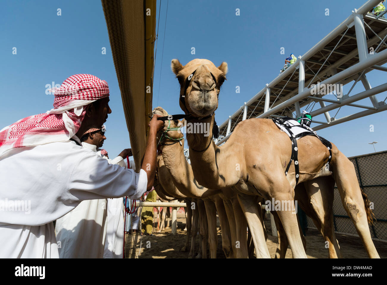 Beginn der Kamelrennen auf Al Marmoum Pferderennbahn in Dubai Vereinigte Arabische Emirate Stockfoto