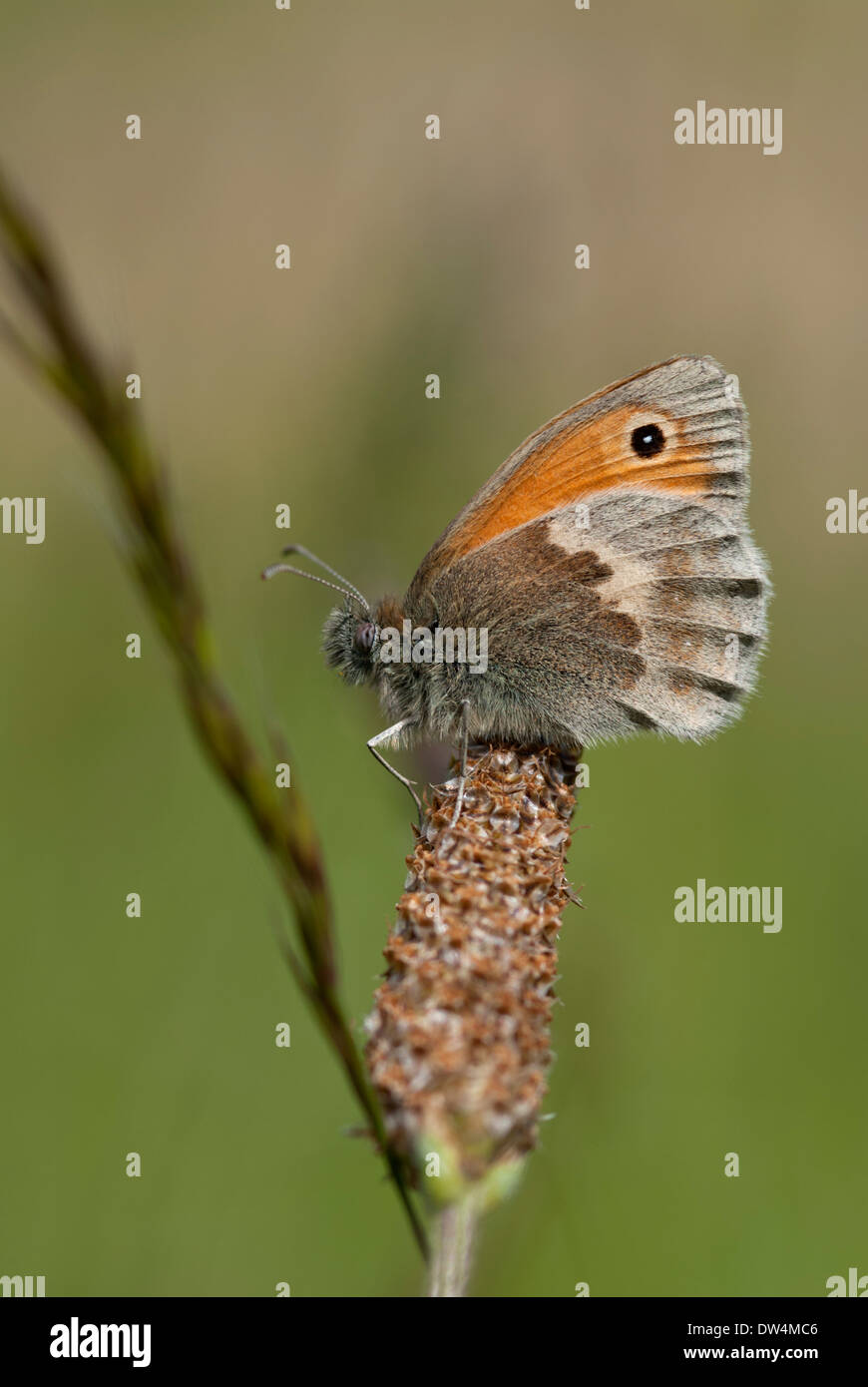 Wiese braun Schmetterling, Maniola jurtina Stockfoto