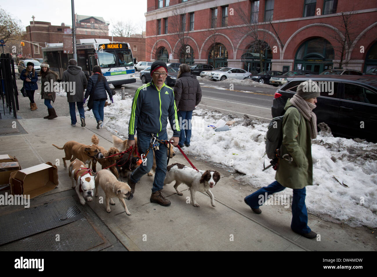 Manhattan in New York City in Nordamerika, führt eine Dogwalker macht seinen Weg entlang der Washington Street mit 6 Hunden auf Bild Stockfoto