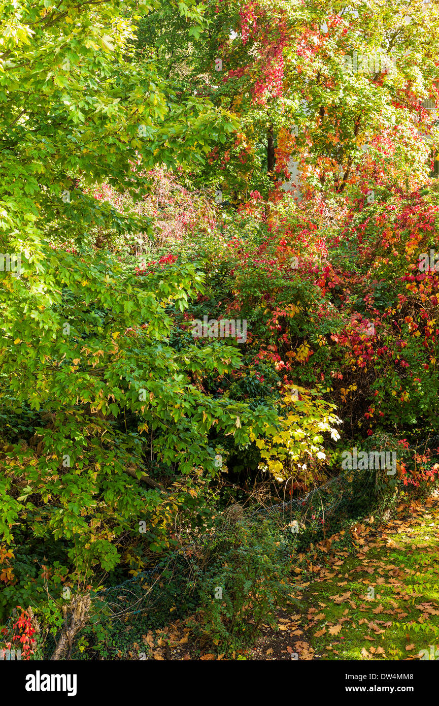 Herbstlaub Elsass Frankreich Stockfoto