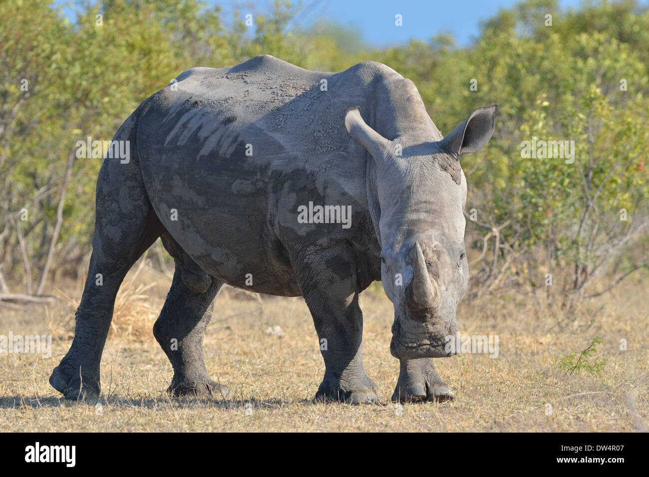 Breitmaulnashorn (Ceratotherium Simum), Männlich, zu Fuß nach einem Schlammbad Kruger National Park, Südafrika, Afrika Stockfoto
