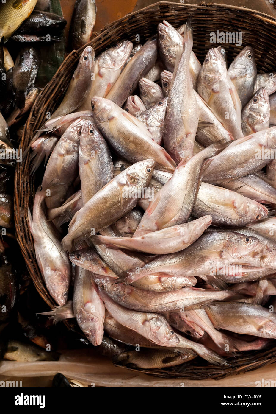 Rohen frischen Fisch zum Verkauf an asiatischen Lebensmittelmarkt Stockfoto