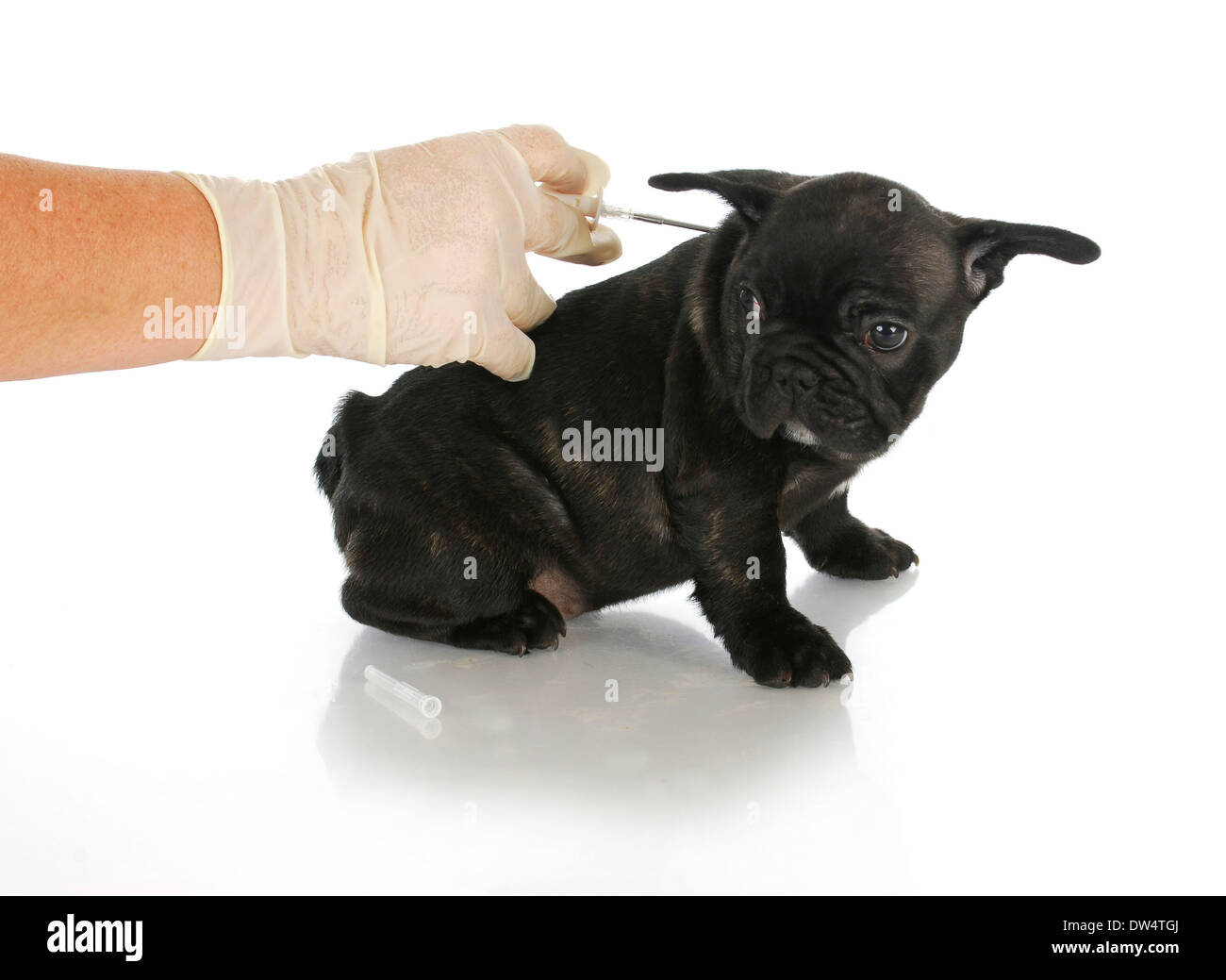 Mikrochips Welpen - französische Bulldogge Welpen wird der Mikrochip - 8 Wochen alt Stockfoto