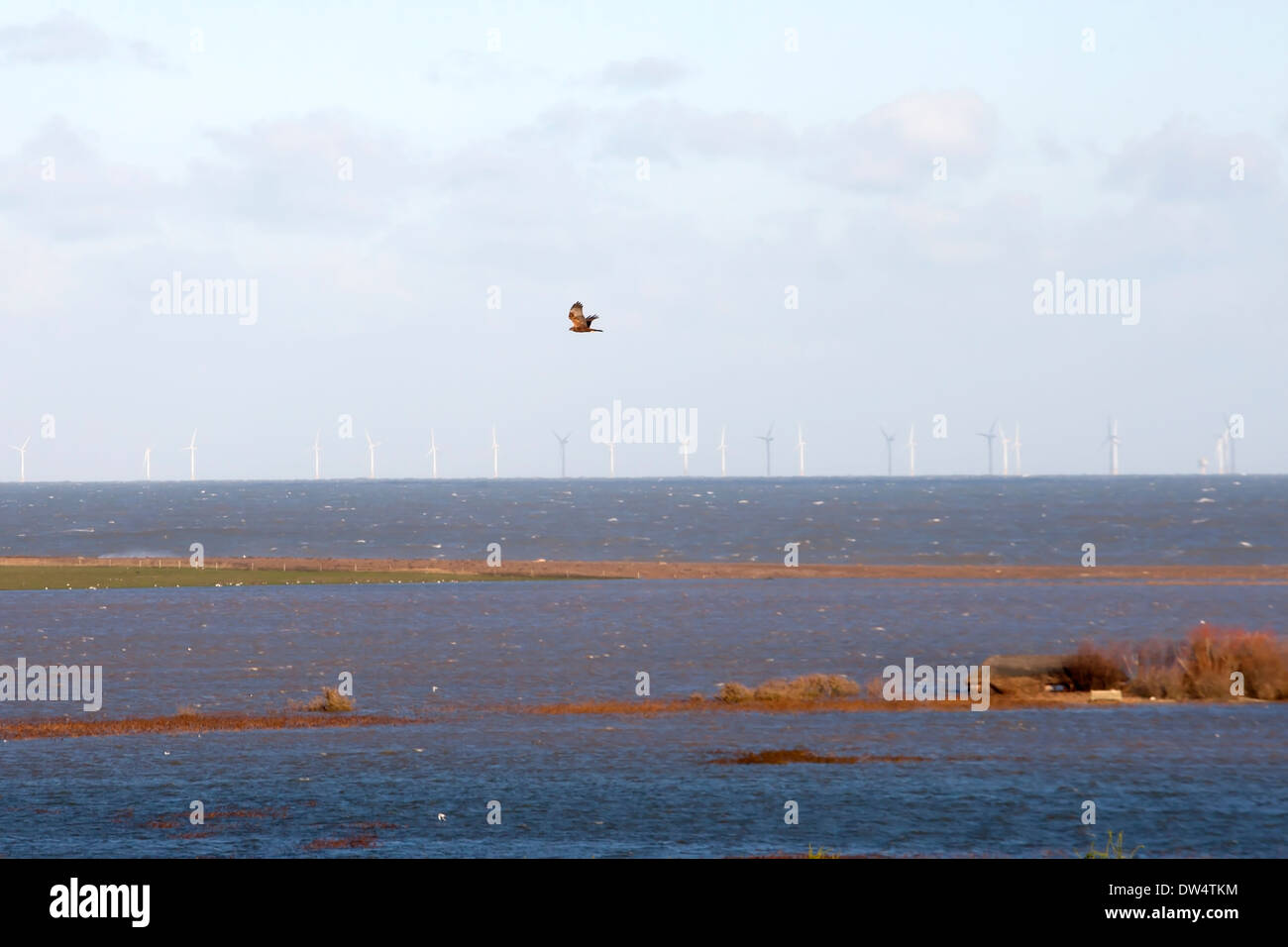 Rohrweihe, Circus Aeruginosus überfliegen überflutet Reserve nach Dezember 2013 bei Cley-Next-the-Sea, Norfolk UK Überschwemmungen Stockfoto