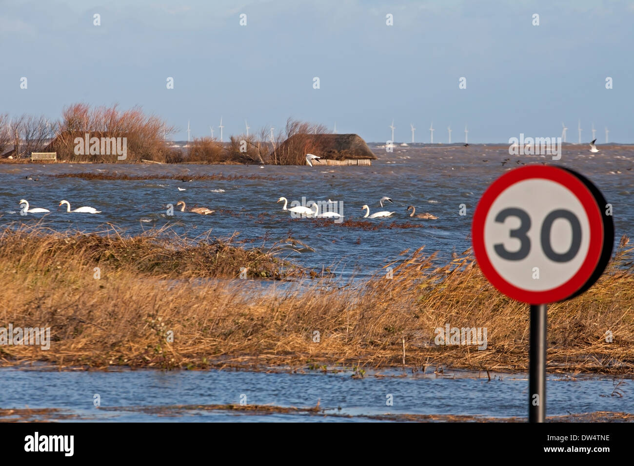 Überschwemmungen von 6-12-2013 durch Brandung, zeigt überflutet Häute und stumme Schwäne, Cygnus Olor, Cley als nächstes das Meer, Norfolk UK Stockfoto