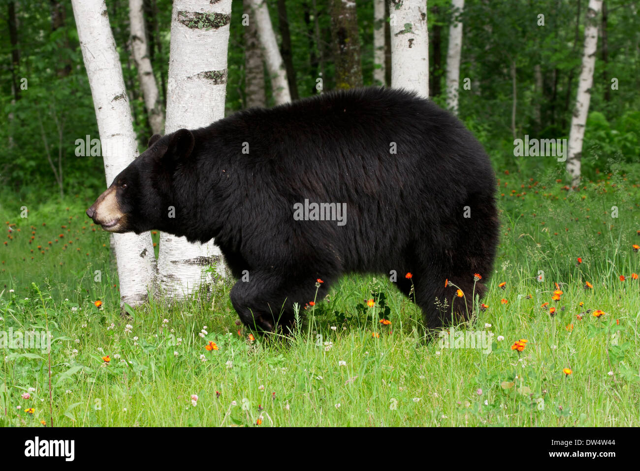 Schwarzer Bär zu Fuß durch ein Birkenwald mit Wildblumen im Vordergrund Stockfoto