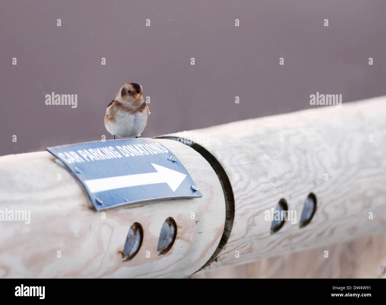 Snow Bunting Plectrophenax Nivalis im Winterkleid in Aviemore Skizentrum Parkplatz, Cairngorms, Schottland Stockfoto